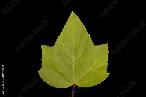 Obraz Royal Mallow (Malva trimestris). Leaf Closeup