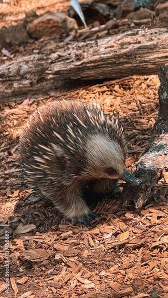 Obraz Close-up of a curious echidna foraging in Tasmanian wilderness. Native Australian wildlife, spiky monotreme in summer forest. Perfect for nature and wildlife photography backgrounds, Hobart TAS
