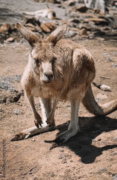 Obraz A baby kangaroo (joey) standing outdoors in a lush tropical setting, showcasing its long tail and soft brown fur. Captured in Hobart TAS, this wildlife portrait highlights the beauty of native fauna