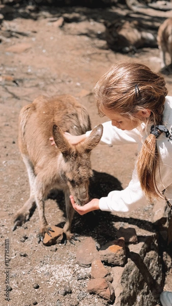 Obraz A young girl feeding a kangaroo in a wildlife park. The scene captures a tender moment of connection between a child and nature, highlighting the beauty of Australian fauna, Hobart Tasmania