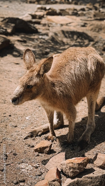 Obraz A baby kangaroo (joey) standing outdoors in a lush tropical setting, showcasing its long tail and soft brown fur. Captured in Hobart TAS, this wildlife portrait highlights the beauty of native fauna