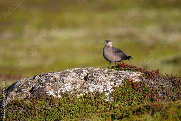 Fototapeta A parasitic skua stands on a viewpoint in the North Scandinavian fells