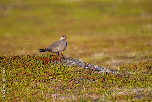 Fototapeta A parasitic skua stands on a viewpoint in the North Scandinavian fells