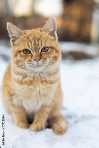 Obraz cat on the snow