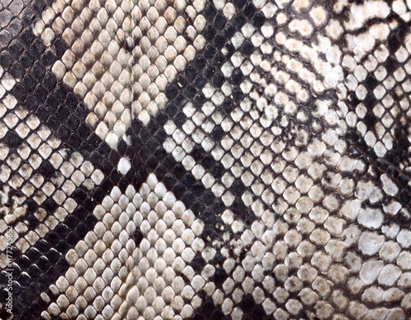 Obraz ヘビ柄の壁紙テクスチャ
