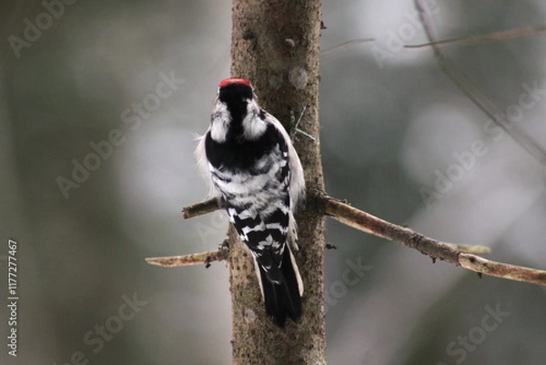 Obraz Lesser spotted woodpecker (Dryobates minor) on spruce tree searching food in bark, blur background, winter season close up, Europe, Latvia.