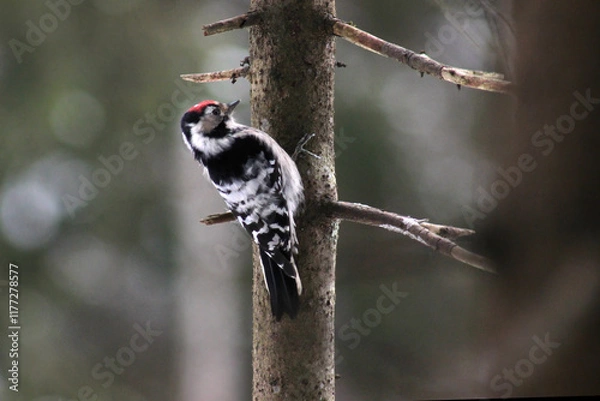 Obraz Lesser spotted woodpecker (Dryobates minor) on spruce tree searching food in bark, blur background, winter season close up, Europe, Latvia.