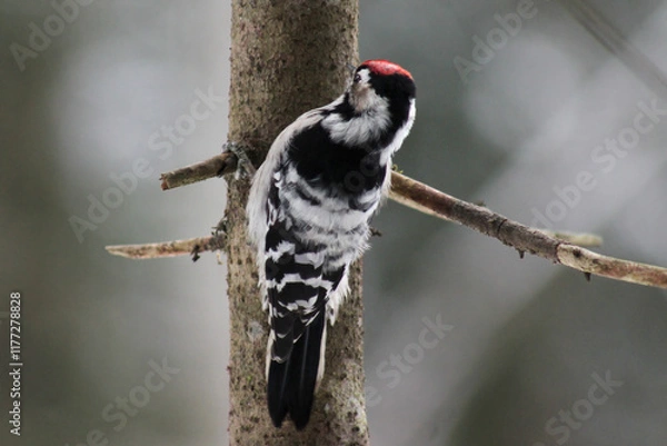 Fototapeta Lesser spotted woodpecker (Dryobates minor) on spruce tree searching food in bark, blur background, winter season close up, Europe, Latvia.
