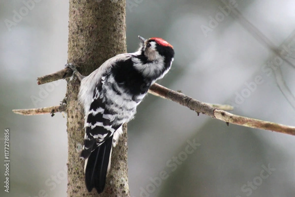 Obraz Lesser spotted woodpecker (Dryobates minor) on spruce tree searching food in bark, blur background, winter season close up, Europe, Latvia.