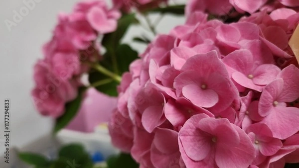 Obraz flower,hydrangea