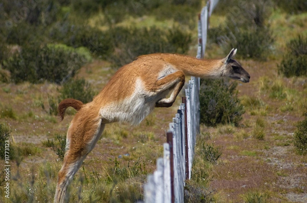 Obraz Jumping Guanaco (Lama guanicoe)