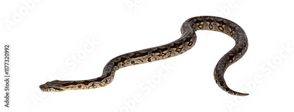 Fototapeta Full body shot of a Boa snake in movement. Isolated cutout on a transparent background.