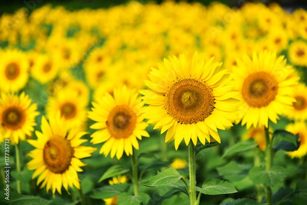 Fototapeta ひまわり畑