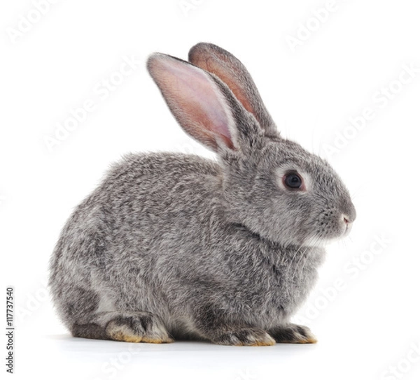 Fototapeta  Gray rabbit.