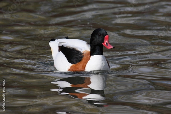 Fototapeta Brandgans