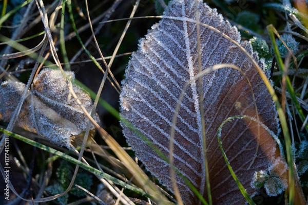 Fototapeta Close-up of a dry ash leaf covered with gentle ice crystals.