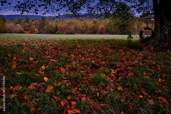 Fototapeta A long shot, a meadow with dry red leaves of an old lime tree and further behind meadows and woods