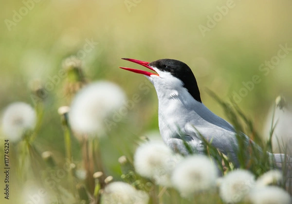 Obraz arctic tern surrounded by blowball