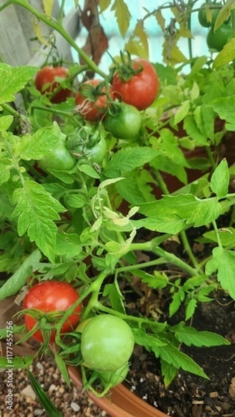 Obraz tomatoes in a greenhouse