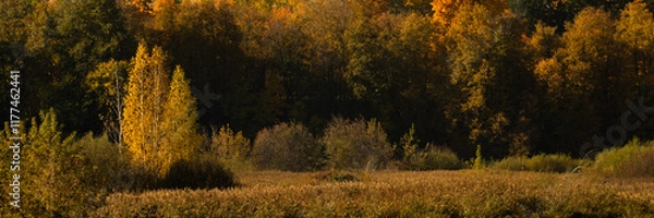 Fototapeta bright vibrant colors of golden autumn. october deciduous forest or park with lush multi-colored foliage. widescreen panoramic side view in 15x5 format