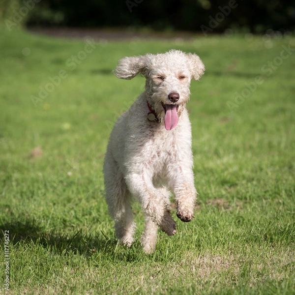 Obraz Labradoodle