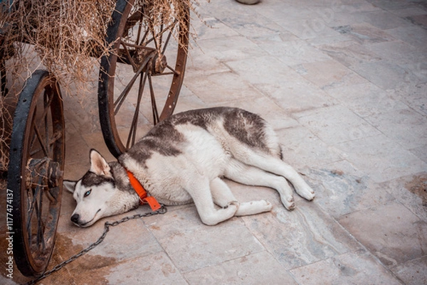 Fototapeta Sleeping Dog Next to a Rustic Wagon Wheel
