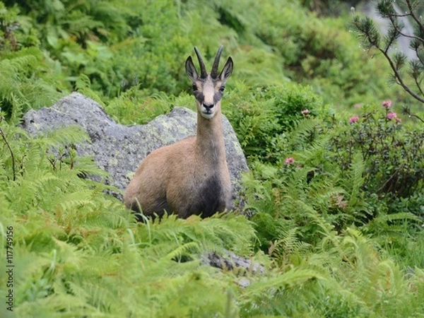 Obraz Gams auf der Alm