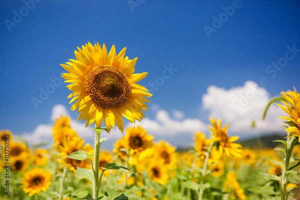 Obraz Błękitne niebo i słonecznik