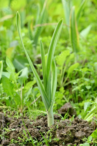 Fototapeta closeup the ripe green small garlic plant growing in the farm with brown soil soft focus natural brown background.