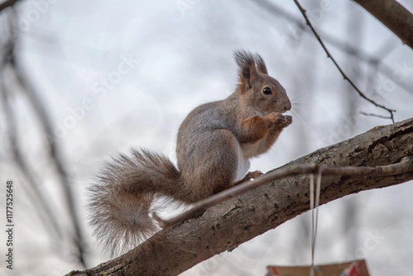 Fototapeta A silhouette of a squirrel with a nut in its paws sits on a branch.