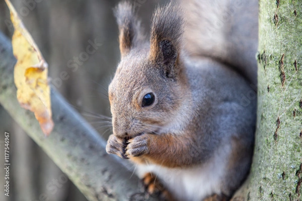 Fototapeta A squirrel gnawing a nut sits on a tree branch in a park in autumn.
