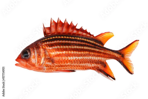 Obraz squirrelfish