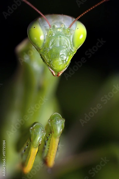 Fototapeta Mantis in macro