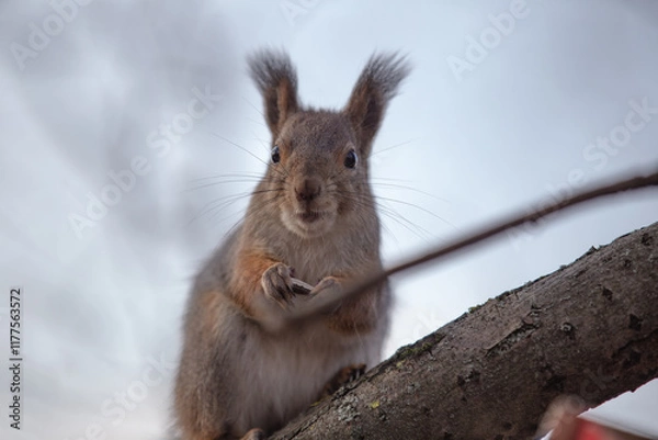 Fototapeta A squirrel with dark eyes and a seed in its paws sits on a tree branch and looks at the photographer with surprise.