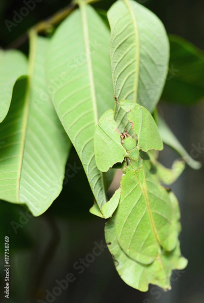 Obraz Phyllium giganteum, leaf insect walking leave