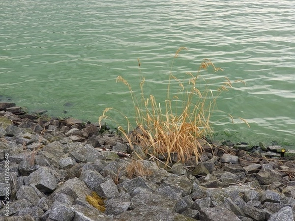 Fototapeta The interface of water in the reservoir and the bank of granite stones, with a clump of grass that did not survive in the harsh conditions of the rocky bank.