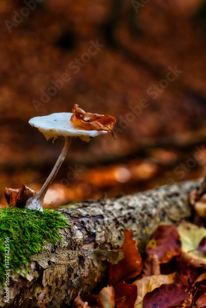 Obraz mushrooms on a tree