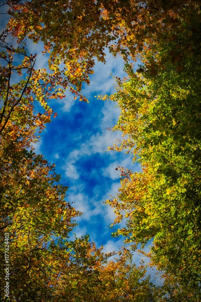 Obraz autumn in the forest