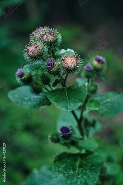 Obraz flower in the forrest