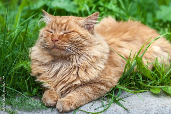 Fototapeta Red cat sleeps in the grass