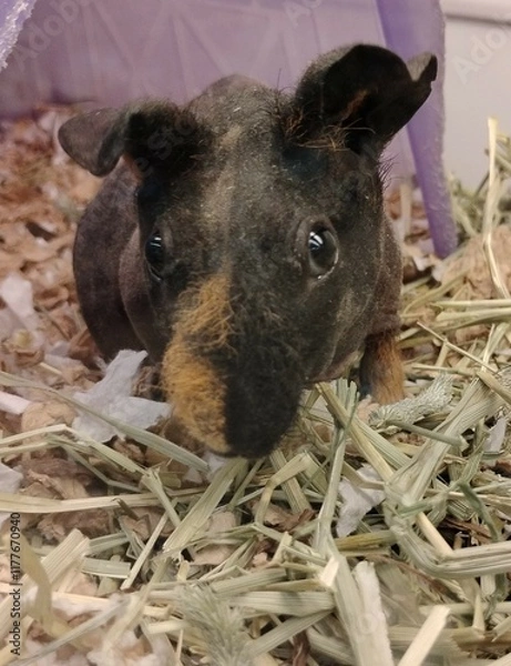 Obraz sheep in the farm