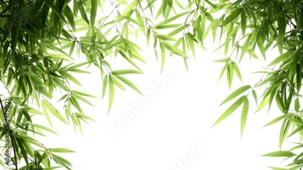 Fototapeta Bamboo leaves and branches framed against a white background creating a fresh green foliage backdrop suitable for design elements.