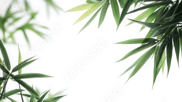 Fototapeta Bamboo leaves elegantly framed against a white background creating a serene and natural atmosphere for design and decor use.