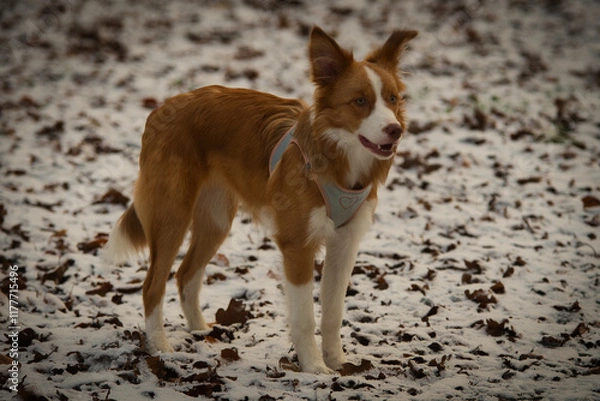 Obraz border collie dog