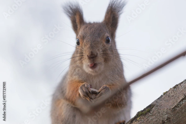 Fototapeta A squirrel with a seed in its mouth and a husk in its paws sits on a tree branch