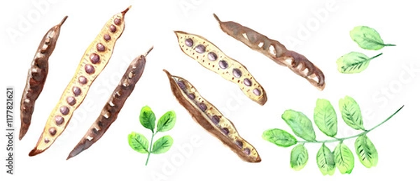 Fototapeta Carob pods with green leaves, watercolor drawing traced to vector. Isolated vector illustration. Botanical hand drawn art.