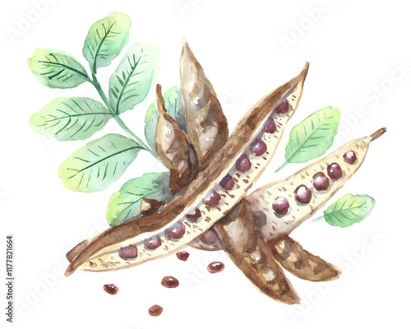 Fototapeta Carob pods with green leaves, watercolor drawing traced to vector. Isolated vector illustration. Botanical hand drawn art.