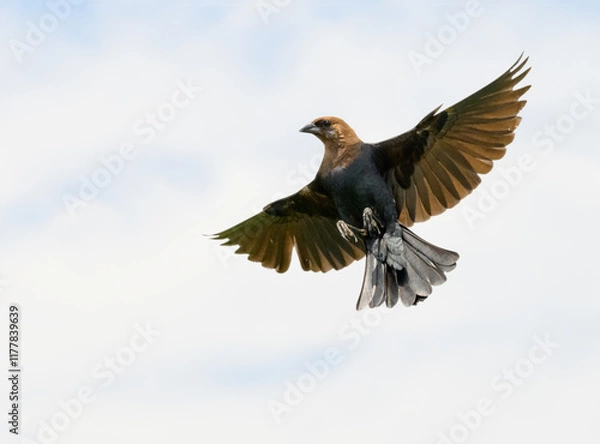 Obraz Male Brown-headed Cowbird in flight