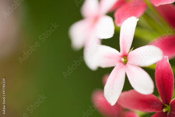Fototapeta Beautiful Pink Flowers