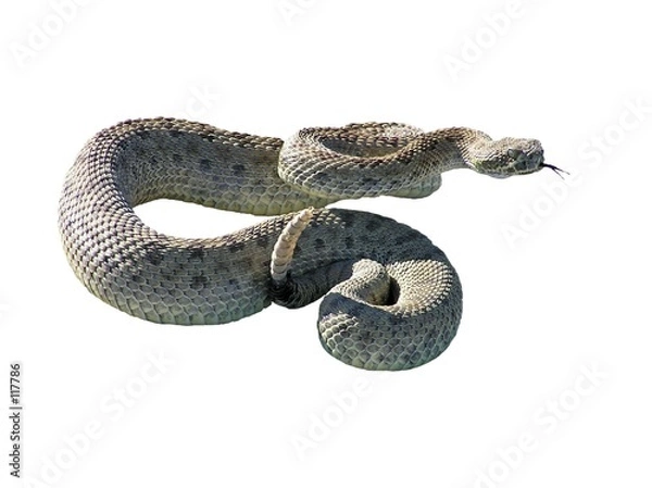 Obraz grzechotka węża